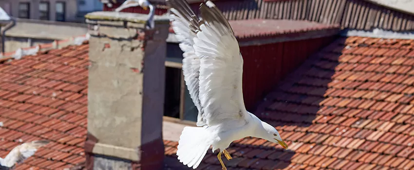Residential Chimney Animal Removal Solution in Sunnyside, WA